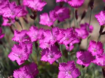 Pfingst-Nelke &#8218;Amaranth&#8216;, Dianthus gratianopolitanus &#8218;Amaranth&#8216;, Topfware