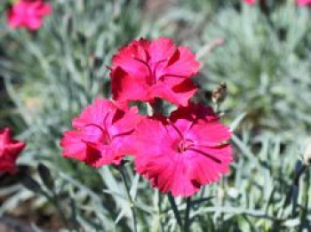 Pfingst-Nelke &#8218;Badenia&#8216;, Dianthus gratianopolitanus &#8218;Badenia&#8216;, Topfware