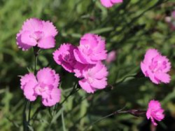 Pfingst-Nelke &#8218;Eydangeri&#8216;, Dianthus gratianopolitanus &#8218;Eydangeri&#8216;, Topfware