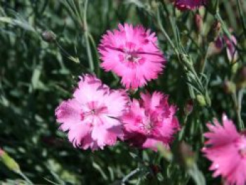 Pfingst-Nelke &#8218;Grandiflorus&#8216;, Dianthus gratianopolitanus &#8218;Grandiflorus&#8216;, Topfware