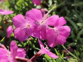 Pfingst-Nelke &#8218;La Bourboule&#8216;, Dianthus gratianopolitanus &#8218;La Bourboule&#8216;, Topfware