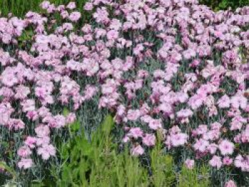 Pfingstnelke, Dianthus gratianopolitanus, Topfware