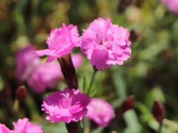 Pfingstnelke 'Pink Jewel', Dianthus gratianopolitanus 'Pink Jewel', Containerware