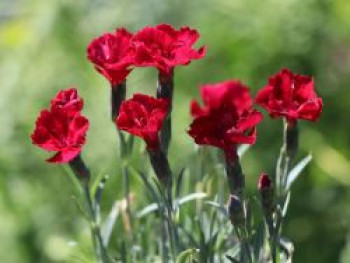 Pfingst-Nelke &#8218;Rubin&#8216;, Dianthus gratianopolitanus &#8218;Rubin&#8216;, Topfware