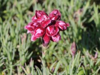 Pfingst-Nelke &#8218;Walfried Gem&#8216;, Dianthus gratianopolitanus &#8218;Walfried Gem&#8216;, Topfware