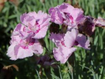 Feder-Nelke &#8218;Warden Hybr&#8216;, Dianthus plumarius &#8218;Warden Hybrid&#8216;, Topfware