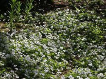 Pfingst Veilchen &#8218;Albiflora&#8216;, Viola sororia &#8218;Albiflora&#8216;, Topfware