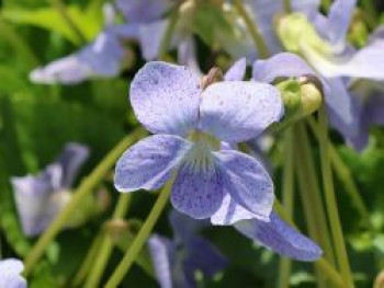 Pfingst-Veilchen 'Dark Freckles', Viola sororia 'Dark Freckles', Topfware
