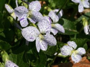 Pfingst Veilchen &#8218;Freckles&#8216;, Viola sororia &#8218;Freckles&#8216;, Topfware