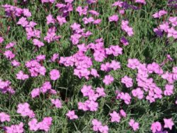 Pfingst-Nelke &#8218;Blauigel&#8216;, Dianthus gratianopolitanus &#8218;Blauigel&#8216;, Topfware