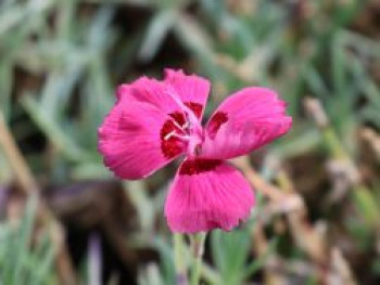 Pfingstnelke 'Rotkäppchen' ®, Dianthus gratianopolitanus 'Rotkäppchen' ®, Topfware