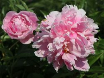 Pfingstrose &#8218;Catharina Fontijn&#8216;, Paeonia lactiflora &#8218;Catharina Fontijn&#8216;, Topfware