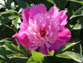 Pfingstrose &#8218;Edulis Superba&#8216;, Paeonia lactiflora &#8218;Edulis Superba&#8216;, Topfware