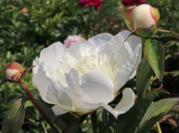 Pfingstrose &#8218;Immaculee&#8216;, Paeonia lactiflora &#8218;Immaculee&#8216;, Topfware