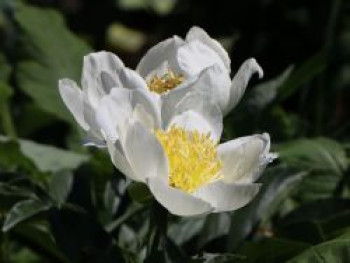 Pfingstrose &#8218;Jan van Leeuwen&#8216;, Paeonia lactiflora &#8218;Jan van Leeuwen&#8216;, Topfware