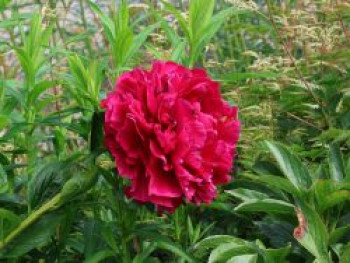 Pfingstrose &#8218;Karl Rosenfield&#8216;, Paeonia lactiflora &#8218;Karl Rosenfield&#8216;, Topfware