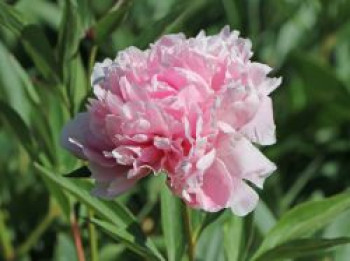 Pfingstrose &#8218;Sarah Bernhardt&#8216;, Paeonia lactiflora &#8218;Sarah Bernhardt&#8216;, Topfware