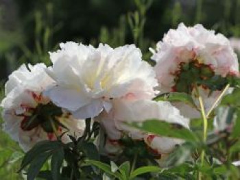 Pfingstrose &#8218;Shirley Temple&#8216;, Paeonia lactiflora &#8218;Shirley Temple&#8216;, Topfware