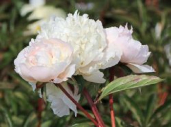 Pfingstrose 'Solange', Paeonia lactiflora 'Solange', Topfware