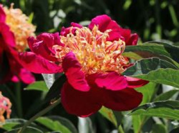 Pfingstrose 'Sword Dance', Paeonia lactiflora 'Sword Dance', Topfware