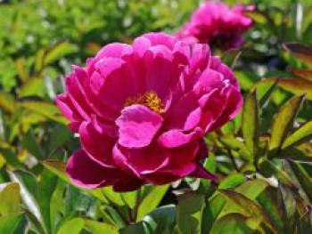 Pfingstrose &#8218;Victoire de La Marne&#8216;, Paeonia lactiflora &#8218;Victoire de La Marne&#8216;, Topfware