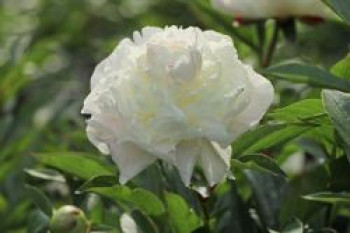 Pfingstrose weiß gefüllt, Paeonia lactiflora, weiß gefüllt, Topfware