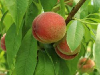 Pfirsich &#8218;Dixired&#8216;, Stamm 40-60 cm, 120-140 cm, Prunus persica &#8218;Dixired&#8216;, Containerware