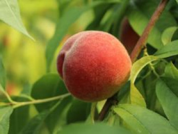 Pfirsich &#8218;Flamingo&#8216;, Stamm 40-60 cm, 120-160 cm, Prunus persica &#8218;Flamingo&#8216;, Containerware