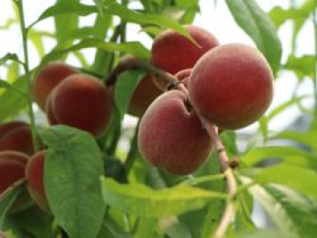 Pfirsich &#8218;Früher Roter Ingelheimer&#8216;, Stamm 40-60 cm, 120-160 cm, Prunus persica &#8218;Früher Roter Ingelheimer&#8216;, Containerware