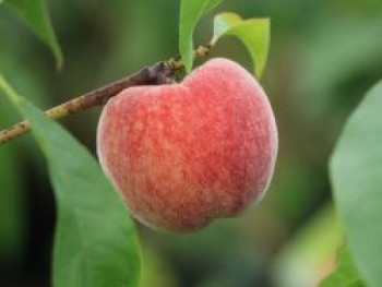 Pfirsich 'Fruteria' ®, Stamm 40-60 cm, 120-160 cm, Prunus persica 'Fruteria' ®, Stämmchen