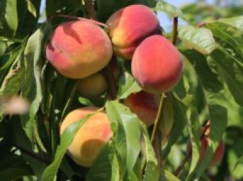 Pfirsich &#8218;Red Haven&#8216;, Stamm 40-60 cm, 120-160 cm, Prunus persica &#8218;Red Haven&#8216;, Containerware