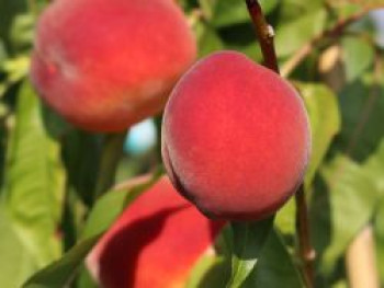 Pfirsich &#8218;Roter Weinbergpfirsich&#8216;, Stamm 40-60 cm, 120-160 cm, Prunus persica &#8218;Roter Weinbergpfirsich&#8216;, Containerware