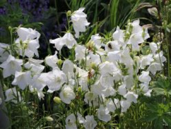 Pfirsichblättrige Glockenblume &#8218;Alba&#8216;, Campanula persicifolia &#8218;Alba&#8216;, Topfware