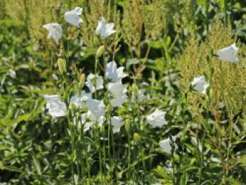 Pfirsichblättrige Glockenblume &#8218;Grandiflora Alba&#8216;, Campanula persicifolia &#8218;Grandiflora Alba&#8216;, Topfware