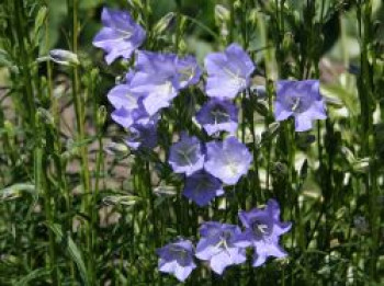 Pfirsichblättrige Glockenblume &#8218;Grandiflora Coerulea&#8216;, Campanula persicifolia &#8218;Grandiflora Coerulea&#8216;, Topfware