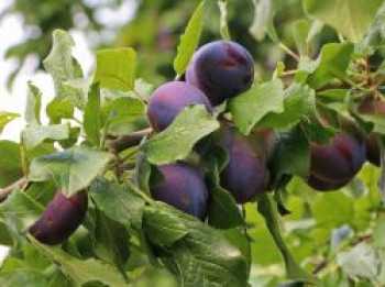 Pflaume &#8218;Artländer Zuckerpflaume&#8216;, Stamm 40-60 cm, 120-160 cm, Prunus domestica &#8218;Artländer Zuckerpflaume&#8216;, Containerware