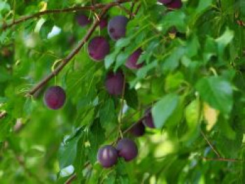 Pflaume &#8218;Kirkespflaume&#8216;, Stamm 40-60 cm, 120 cm, Prunus domestica &#8218;Kirkespflaume&#8216;, Containerware