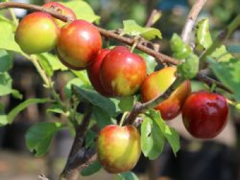 Pflaume &#8218;Königin Viktoria&#8216;, Stamm 40-60 cm, 120-160 cm, Prunus domestica &#8218;Königin Viktoria&#8216;, Containerware