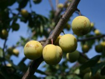 Pflaume 'Oullins Reneklode' / Eierpflaume, Stamm 20-30 cm, Prunus 'Oullins Reneklode' / Eierpflaume, Stämmchen