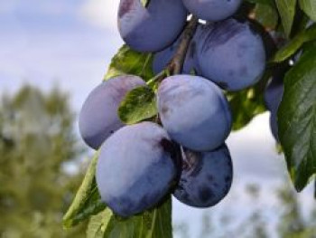 Pflaume &#8218;Stanley&#8216;, Stamm 40-60 cm, 120-160 cm, Prunus domestica &#8218;Stanley&#8216;, Containerware