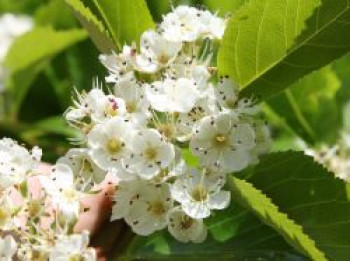 Pflaumenblättrigen Weißdorn, 60-100 cm, Crataegus prunifolia / persimilis, Wurzelware