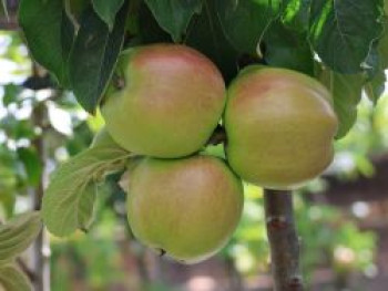 Pillnitzer Säulenapfel &#8218;PiCol1&#8216;, 50-60 cm, Malus domestica &#8218;PiCol1&#8216;, Containerware