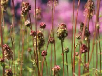 Pimpinelle / Kleiner Wiesenknopf, Sanguisorba minor, Topfware