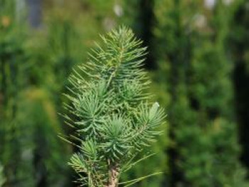 Pinie, 20-30 cm, Pinus pinea, Containerware