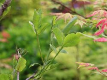 Pistazie 'Peter', 125-150 cm, Pistacia vera 'Peter', Containerware