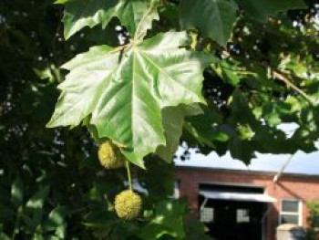 Platane, 100-150 cm, Platanus x hispanica, Wurzelware