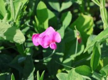 Platterbse &#8218;Rosa Perle&#8216;, Lathyrus latifolius &#8218;Rosa Perle&#8216;, Topfware