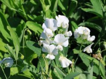 Platterbse &#8218;Weiße Perle&#8216;, Lathyrus latifolius &#8218;Weiße Perle&#8216;, Topfware