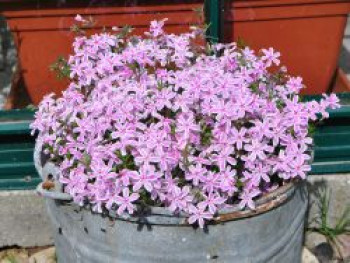 Polster-Flammenblume &#8218;Kimono Pink-White&#8216;, Phlox subulata &#8218;Kimono Pink-White&#8216;, Topfware