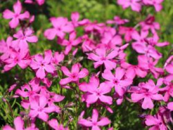 Polster-Flammenblume &#8218;Mac Daniels Cushion&#8216;, Phlox subulata &#8218;Mac Daniels Cushion&#8216;, Topfware